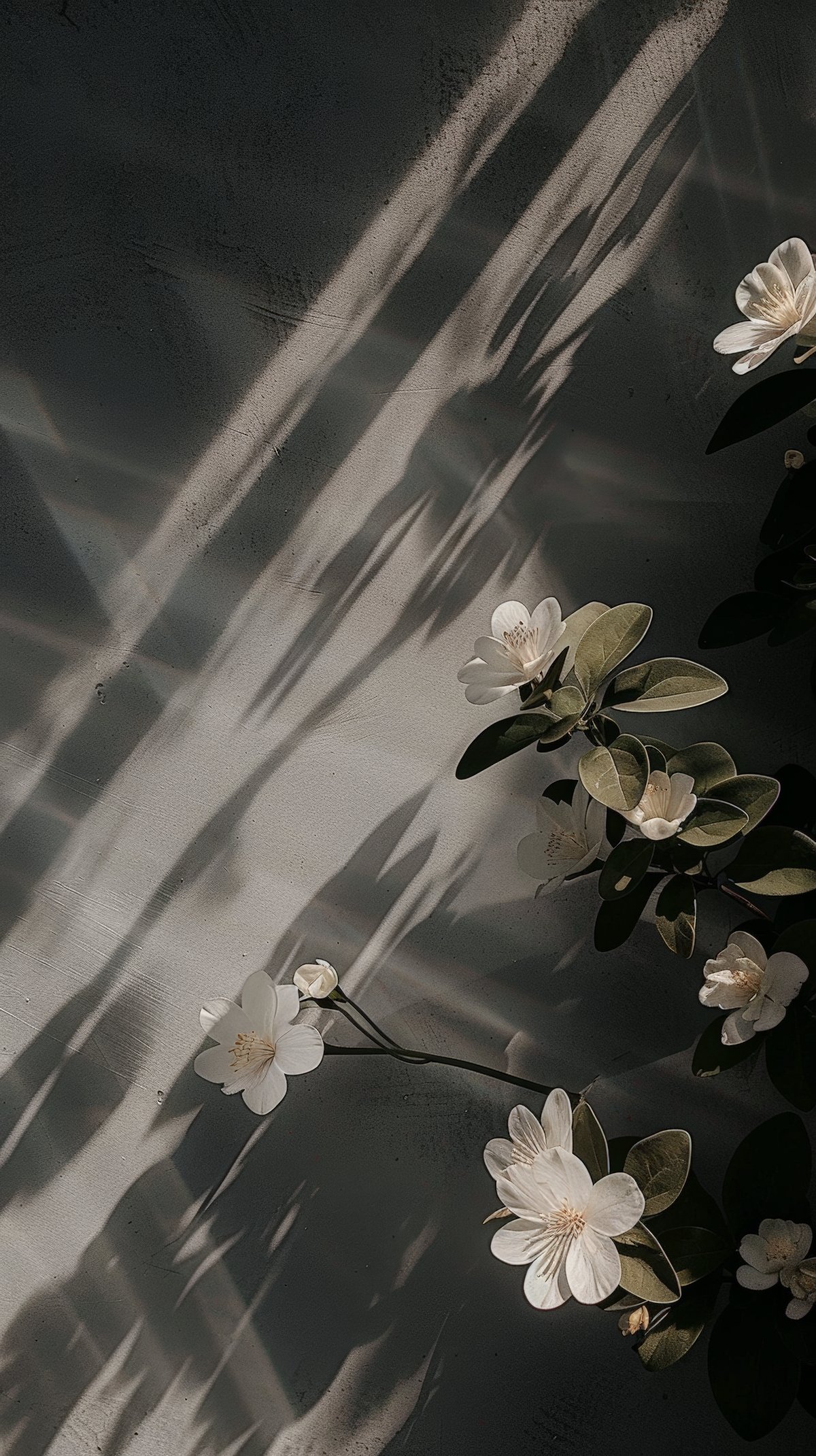 Flores blancas, luz y sombra