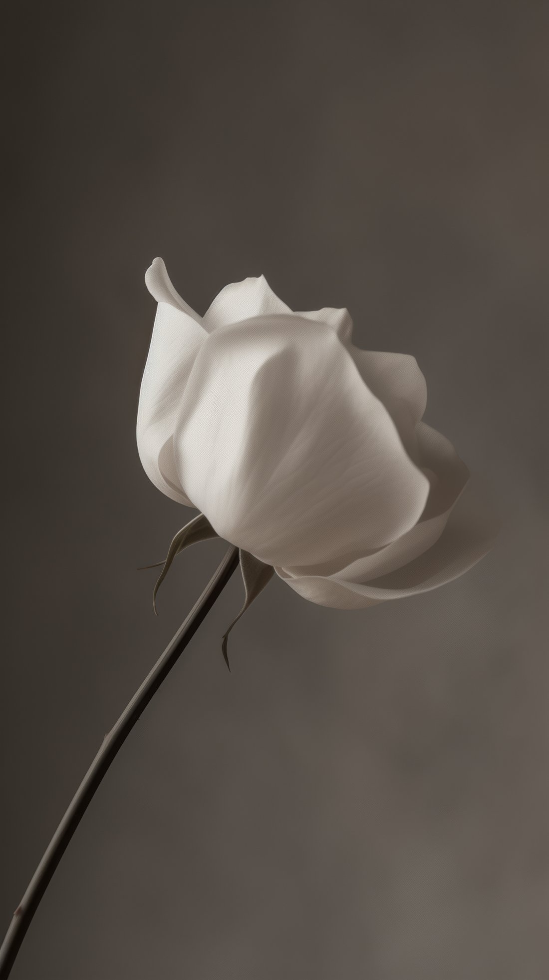 Rosa blanca, simbolismo de transformación
